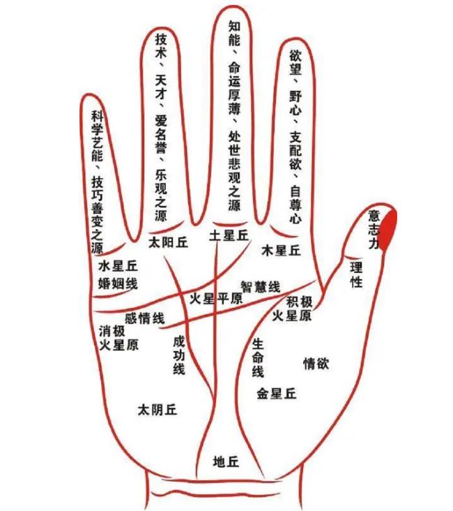 女人右手掌纹图解算命子女(掌纹图解女右手详解)