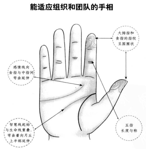 什么样的手相最能适应组织和团队?
