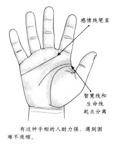 感情线笔直向前方延伸，智慧线和生命线的起点相互分开