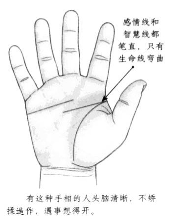 生命线呈现弯曲状，感情线和智慧线都笔直地先前方延伸