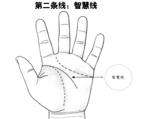 智慧线：主神经系统和心血管系统