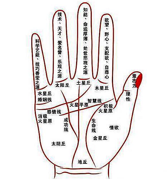 手相掌丘分区高清图-九宫分区